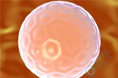 基础卵泡数量与取卵数量有差异,并不影响试管受精率
