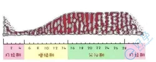 女性月经量少受那些原因影响？做试管前如何调理？