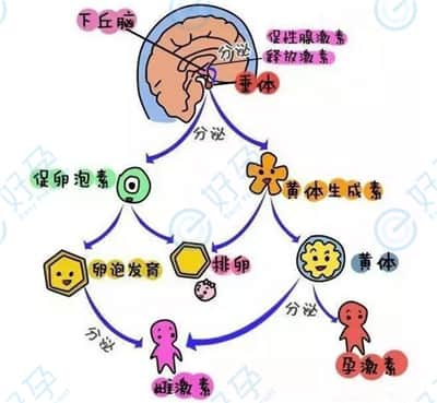 面临着排卵障碍，做试管婴儿还有生育的机会吗？