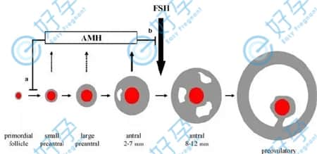 做试管FSH数值越低代表卵巢功能越好吗？