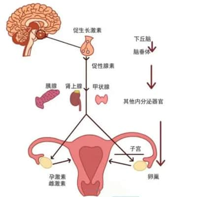 泌乳素过高由哪些因素引起是？做试管婴儿成功率高吗？