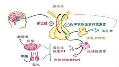 泌乳素过高会影响怀孕吗？该如何解决生育难题？