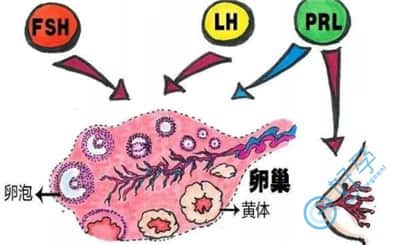 没有优势卵泡的原因是什么？能否做试管婴儿？