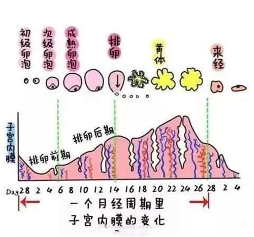 为什么孕酮升高就不能移植胚胎?究竟有哪些影响？