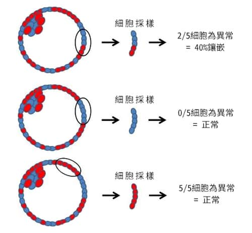 去泰国做试管婴儿，嵌合体胚胎移植的成功率高不高？