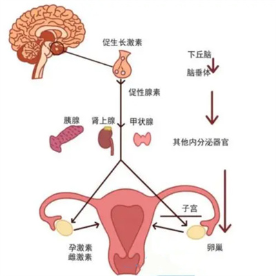 卵子不成熟是由什么原因导致？卵子不成熟可以做试管婴儿吗？