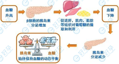 血糖高对试管婴儿促排卵的影响大吗？做试管婴儿如何帮助高血糖女性提高获卵率