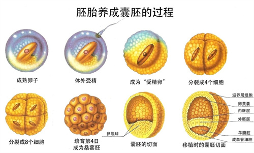 反复移植失败后，实验室调整这5点祝你好孕