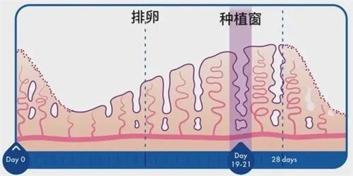 反复移植失败后，实验室调整这5点祝你好孕