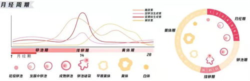 为何有月经却无排卵？做试管婴儿能否解决这一难孕问题？