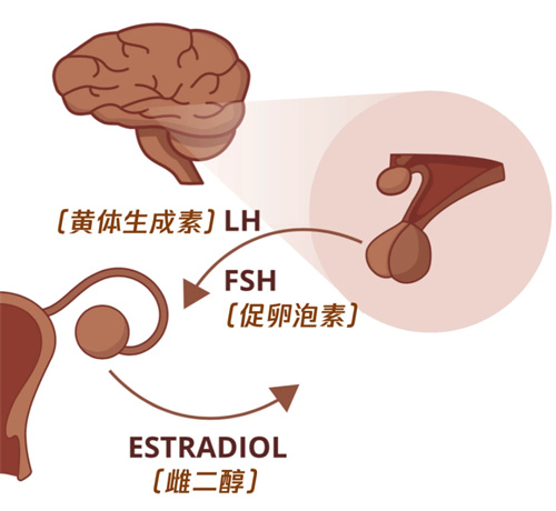 为何有月经却无排卵？做试管婴儿能否解决这一难孕问题？