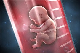 囊胚发育过程是怎样的？受哪些因素的影响？