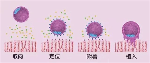 试管婴儿移植后，为什么要进行黄体支持？