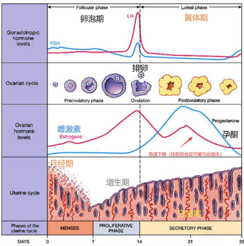 试管婴儿之路：孕激素不足的困扰与解析