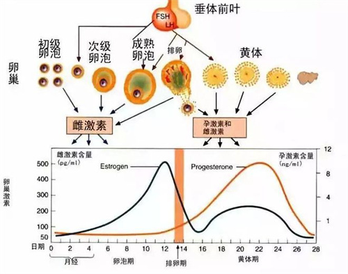 雌激素高做试管婴儿能移植吗，成功率高不高？