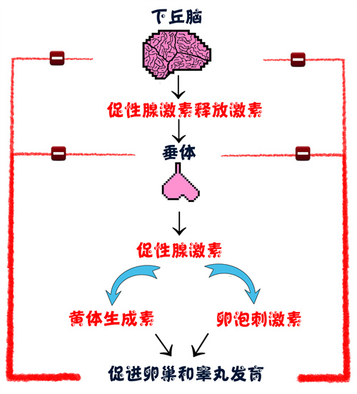 月经不规律对女性怀孕的影响大吗？做试管婴儿如何提高成功率？