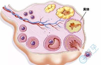 试管婴儿科普：周期中使用的药物都有什么作用？