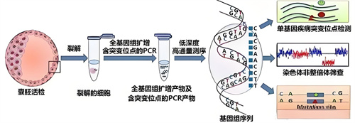 胎停育后应该如何正确处理？如何通过试管婴儿技术实现好孕？