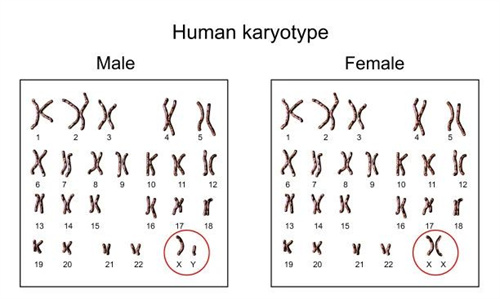 试管助孕前，为什么要做染色体检查？