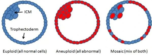 何为“马赛克胚胎”？有什么方法可以干预？