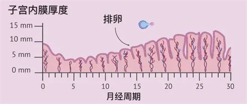 哪些因素会影响子宫内膜容受性？试管前如何调理？