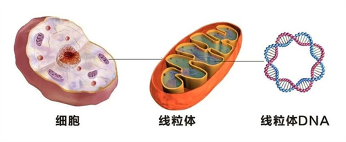 线粒体功能状态异常会对卵子造成哪些影响？