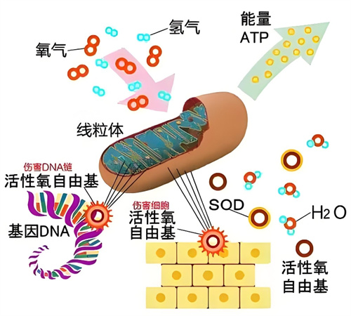 线粒体功能状态异常会对卵子造成哪些影响？