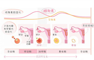 做试管婴儿对子宫内膜的要求是什么？不达标要怎么办？