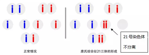 为什么越来越多的人“胚胎停育”？遇上胚胎停育该怎么办？