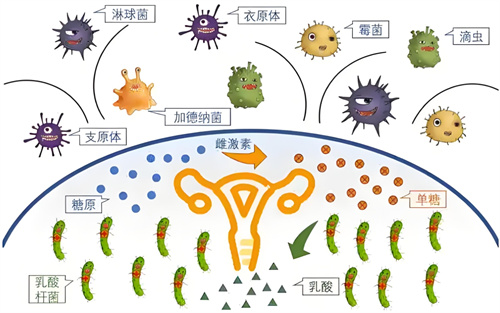宫腔菌群对生育健康有什么影响？优化子宫内环境，圆满好“孕”