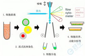 流式细胞术是什么？在试管周期当中发挥着什么样的作用？