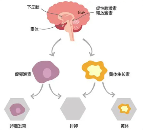 试管周期当中为什么需要黄体支持？常用的药物有哪些？