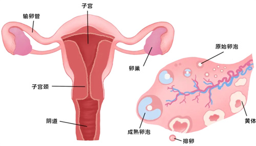 试管周期当中为什么需要黄体支持？常用的药物有哪些？