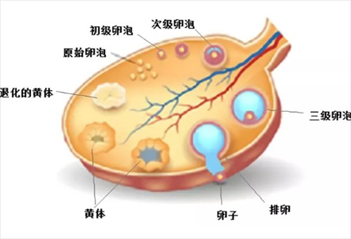 试管婴儿科普：各激素水平对促排环节的影响