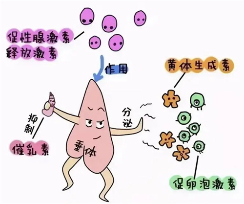 5个实用技巧“唤醒卵巢”，让卵泡从无到有、从少到多！