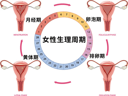 内膜容受性是怎么悄悄决定试管结局的？好胚胎不着床，答案可能在这一层