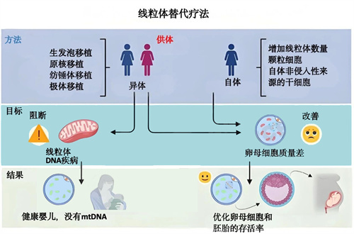 大龄取卵总“空泡”?做好这3步,助力收获高质量好卵泡!